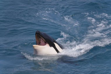 Katil balina (Orcinus orca) ağız Yüzme mavi su hızlı açılış başkanı