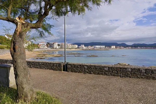 Baai Van Saint Jean Luz Met Een Boom Tamarix Saint — Stockfoto