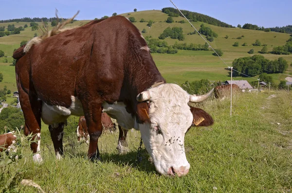 Zbliżenie Krowy Pasące Się Alpach Francuskich Południowo Wschodniej Francji Regionie — Zdjęcie stockowe
