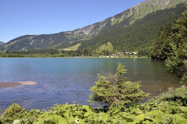 Göl Des Plagnes Vadisi Abondance Rhône Alpes Bölgesi Güney Doğu — Stok fotoğraf