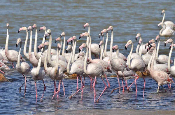 Group Flamingos Phoenicopterus Walking Water — Stock Photo, Image