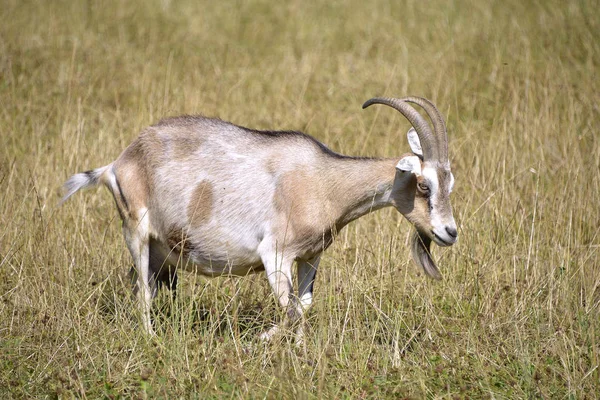 Brown White Goat Capra Aegagrus Grass — Stock Photo, Image