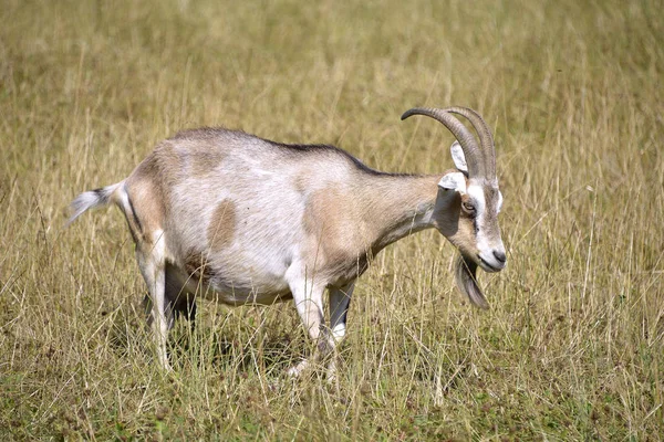 Bruine Witte Geit Capra Aegagrus Gras — Stockfoto