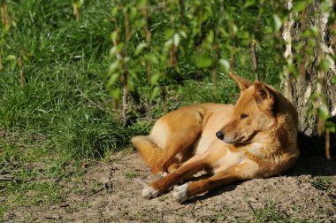 Ağacın altında yalan dingo (Canis lupus dingo)