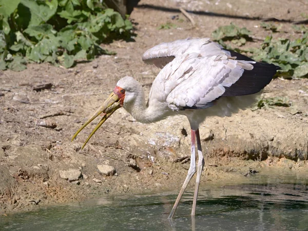 Sarı Gagalı Leylek Mycteria Ibis Yeme Piliç Içinde — Stok fotoğraf