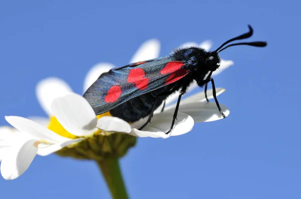 Motyl Miejscu Pięć Burnet Kraśnik Pięcioplamek Karmienie Stokrotka Tle Niebieskiego — Zdjęcie stockowe