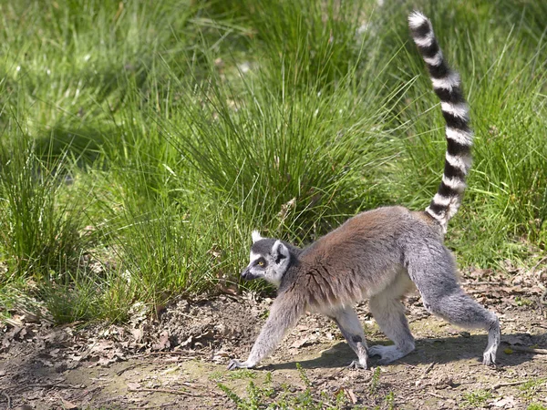 Кольцехвостый Лемур Lemur Catta Наблюдаемый Профиле Ходящий Хвостом Воздухе — стоковое фото