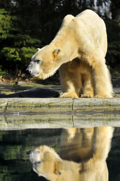 Closeup Polar Bear Ursus Maritimus Reflection Water — Stock Photo, Image