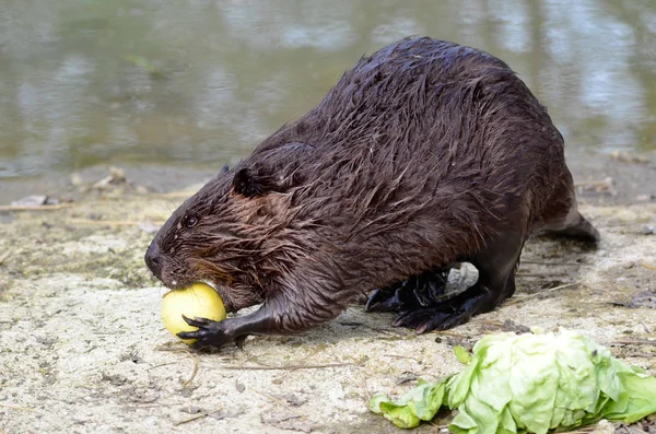 North American Beaver Castor Canadensis View Profile Eating Apple Bank — Stock Photo, Image