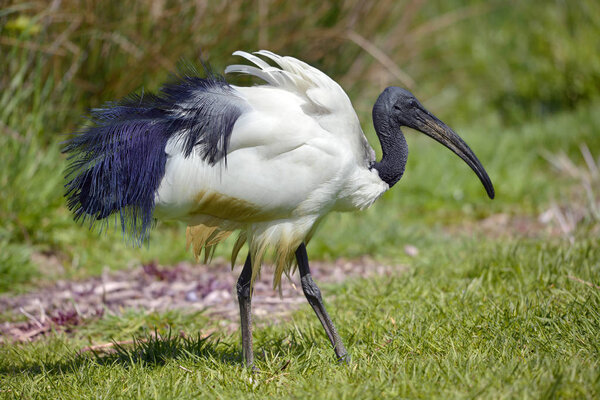 African sacred ibis Threskiornis aethiopicus view of profile, walking on grass