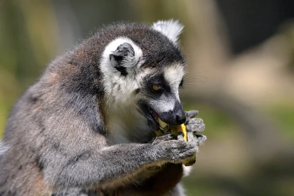Portrait Lémurien Queue Cerclée Lemur Catta Mangeant Une Banane — Photo