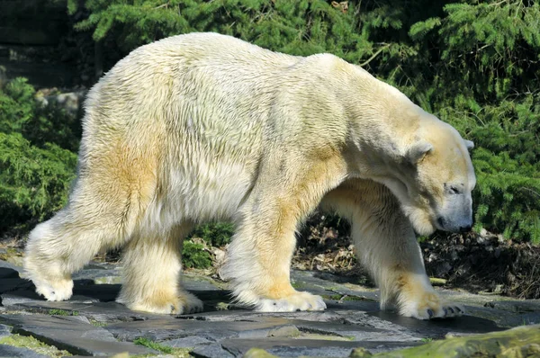 Closeup Polar Bear Ursus Maritimus Walking Profile — Stock Photo, Image