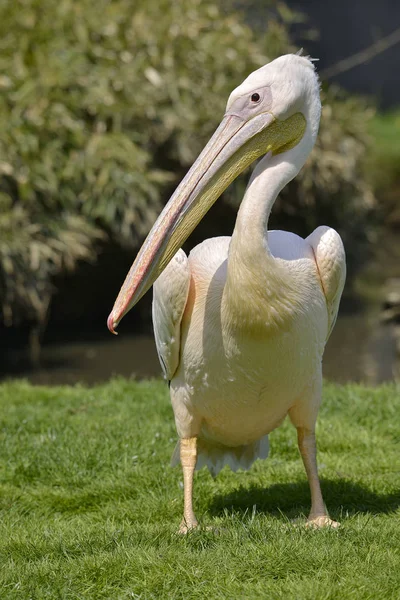 Pellicano Bianco Pelecanus Onocrotalus Piedi Sull Erba Vista Fronte — Foto Stock