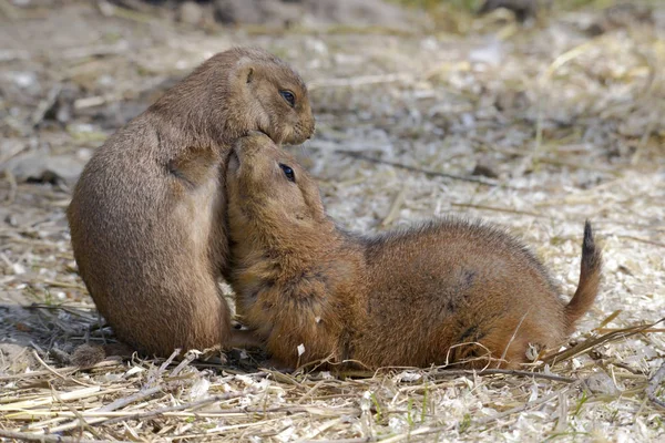 Primer Plano Dos Perfil Perros Pradera Cola Negra Cynomys Ludovicianus — Foto de Stock