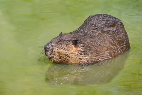 Castor Amérique Nord Castor Canadensis Dans Eau Avec Réflexion — Photo