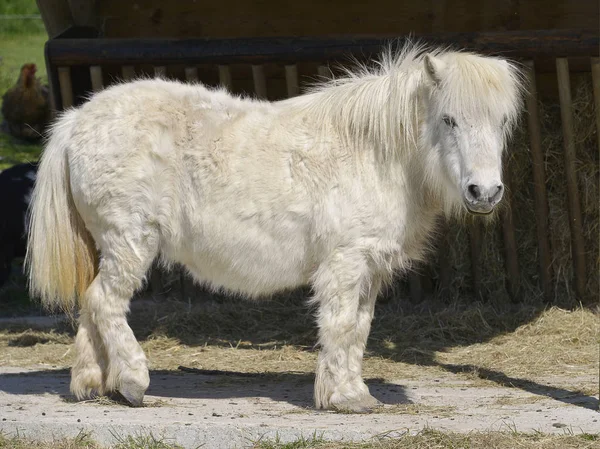 Белая Лошадь Длинными Волосами Equus Caballus Стоящая Видная Профиля — стоковое фото