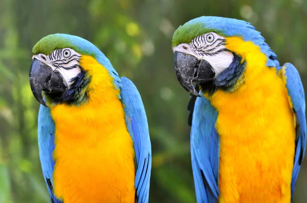 Front Portrait Two Gelbbrustaras Macaws Blue Gold Macaws Ara Ararauna — Stock Photo, Image