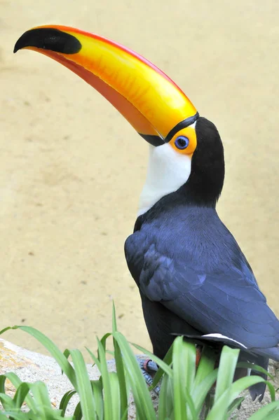 Vértes Profil Toco Tukán Ramphastos Toco Levelek Előtérben — Stock Fotó