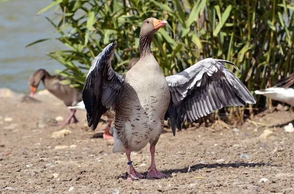 Greylag Goose Anser Anser Domesticus Křídla Otevřena — Stock fotografie