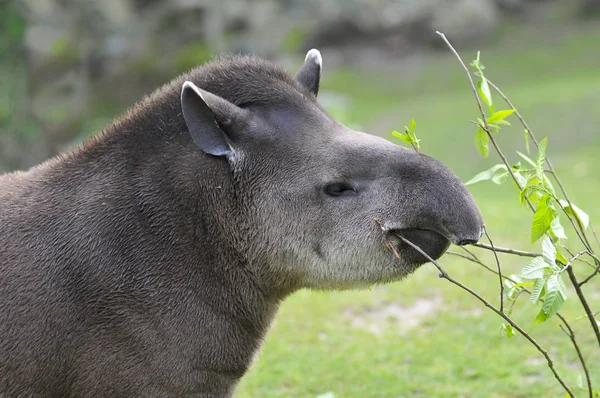 Портрет Южноамериканского Тапира Tapirus Terrestris Поедающего Листья — стоковое фото