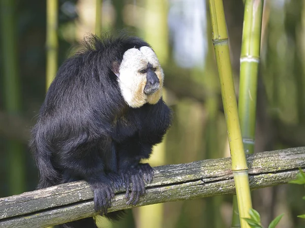 Guianan Saki Altın Yüzlü Saki Şube Bambu Arasında Adlı Erkek — Stok fotoğraf