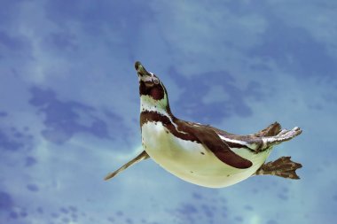 mavi su altında yüzmek humboldt pengueni (spheniscus humboldti)