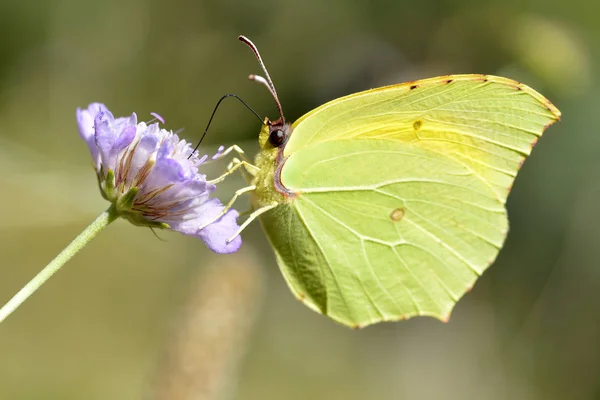 Macro Papillon Cléopâtre Gonepteryx Cleopatra Nourrissant Fleurs Violettes Vues Profil — Photo