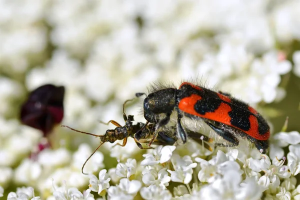 Macro Escarabajo Rojo Negro Trichodes Alvearius Sobre Flor Blanca Comiendo — Foto de Stock