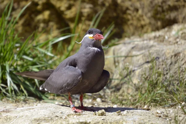 지상에 갈매기 Larosterna — 스톡 사진