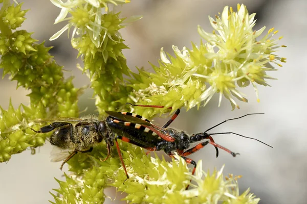 Macro Insetto Assassino Rhynocoris Iracundus Che Preso Ape Fiore Giallo — Foto Stock