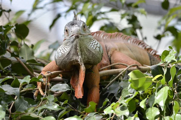 Přední Portrét Leguán Zelený Nebo Společné Leguán Iguana Iguana Mezi — Stock fotografie