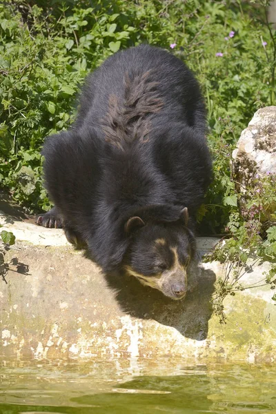 Андский Медведь Tremarctos Ornatus Возле Пруда Среди Растительности Известный Медведь — стоковое фото