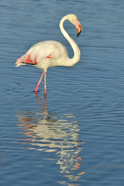 Flamingo Phoenicopterus Ruber Caminhando Água Com Grande Reflexão Vista Perfil — Fotografia de Stock