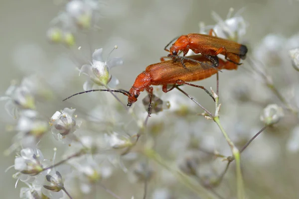 Macro Accouplement Profil Coléoptère Solitaire Rouge Rhagonycha Fulva Sur Fleur — Photo