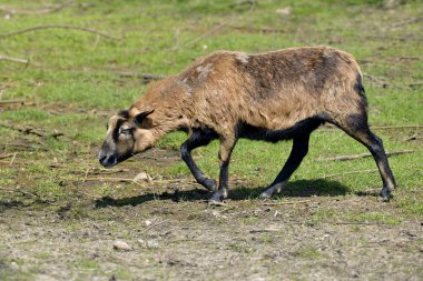 Kamerun 'un koyunları Otların üzerinde yürüyen Ovis' ler