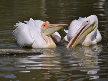 Su üzerinde beyaz pelikan (Pelecanus onocrotalus) Closeup çift