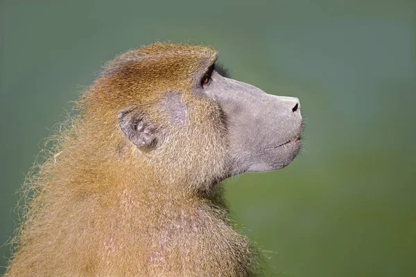 在绿色背景上的狒狒 帕皮奥 的肖像 — 图库照片