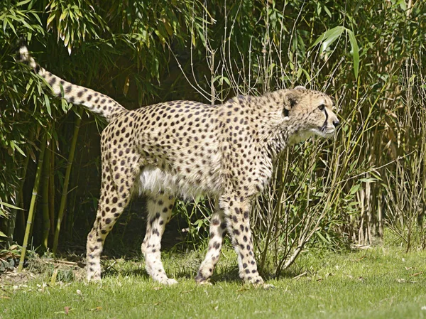 African Cheetah Acinonyx Jubatus Walking Grass Seen Profile — Stock Photo, Image