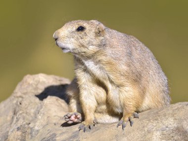 portre siyah-kuyruk Çayır köpeği (cynomys ludovicianus)
