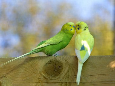 İki muhabbet kuşu (Melopsittacus undulatus) profilden yüze tünemiş ve görülmüştür