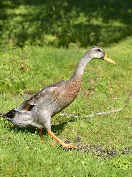 印度长跑鸭或家鸭 Anas Platyrhynchos Domesticus 在草地上行走 — 图库照片