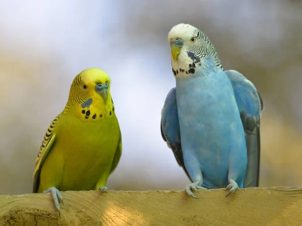 Två Budgerigarer Melopsittacus Undulatus Sittande Och Sett Framifrån — Stockfoto