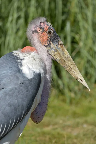 Profil Porträtt Marabou Stork Leptoptilos Crumeniferus — Stockfoto