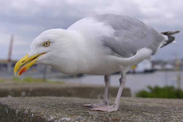 Closeup Herring Gull Larus Argentatus Perched Wall Brittany France — Stock Photo, Image