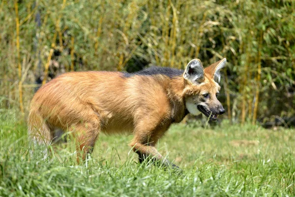 Maned Wolf Chrysocyon Brachyurus Chodzenie Trawie Postrzegane Profilu Otwarte Usta — Zdjęcie stockowe