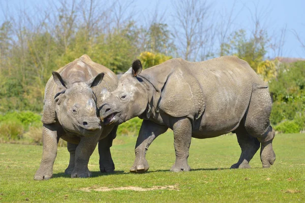 Gros Plan Deux Rhinocéros Indiens Rhinoceros Unicornis — Photo