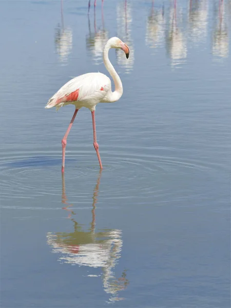 Flamingo Phoenicopterus Ruber Caminando Agua Con Gran Reflejo Visto Desde —  Fotos de Stock