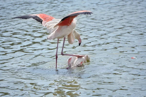 플라밍고 Phoenicopterus Ruber Camargue에서 물에서의 짝짓기는 Arles 프랑스 지중해 바다와 — 스톡 사진