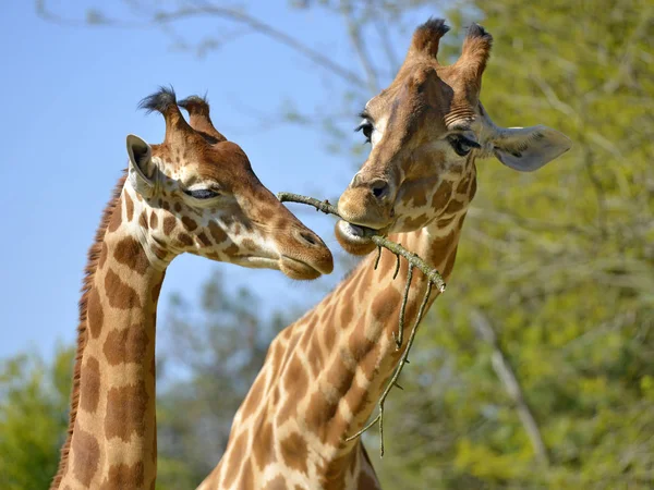 Closeup Two Giraffes Giraffa Camelopardalis Twig — Stock Photo, Image