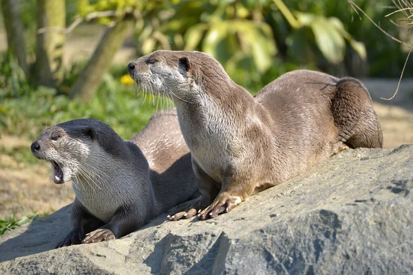 Smooth Coated Otters Lutrogale Perspicillata Lying Grass — Stock Photo, Image